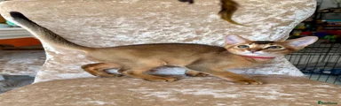 Abyssinian Kitten 1