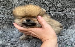 Pomeranian dogs for sale: Pomeranian  puppies  - Image 27