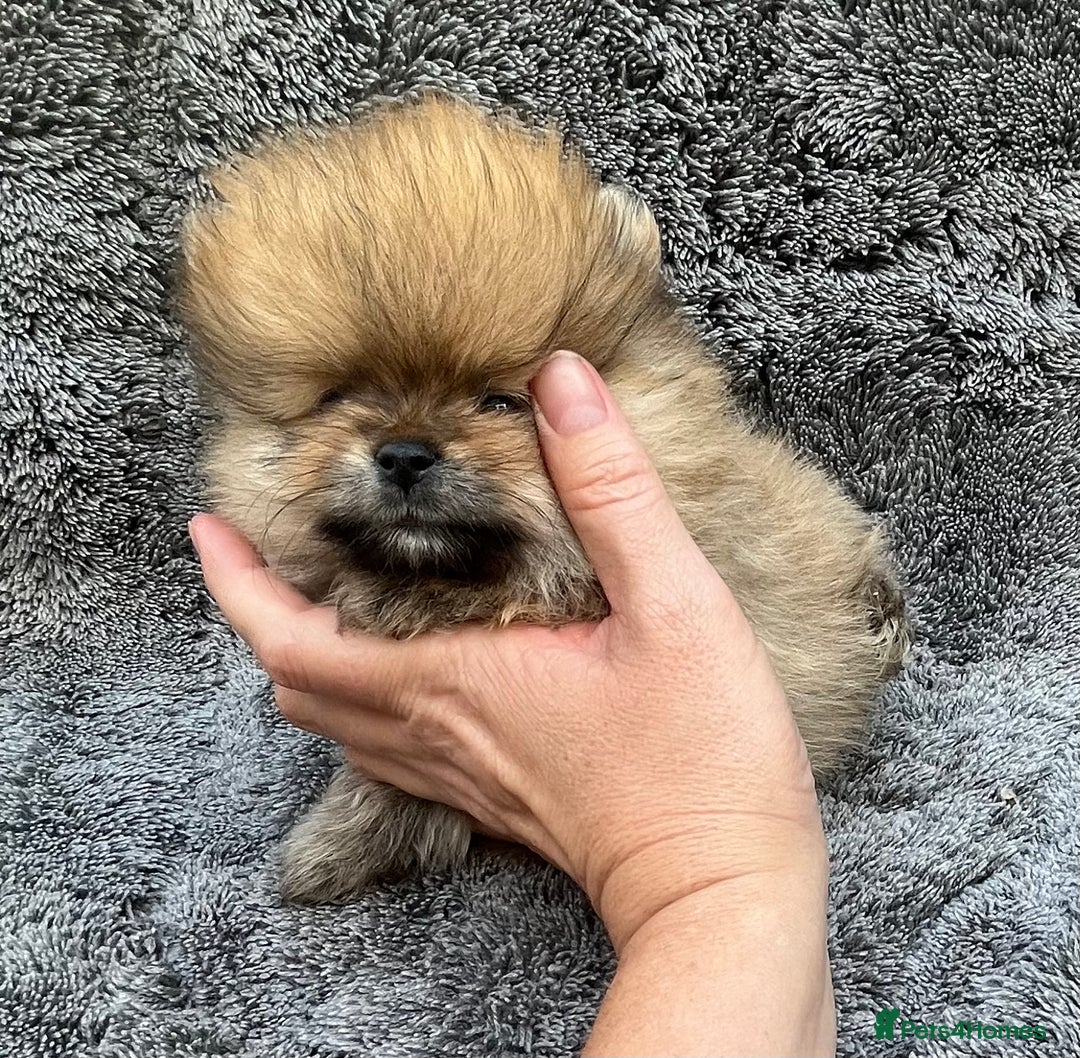 Pomeranian dogs for sale: Pomeranian  puppies  - Image 27