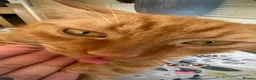 Domestic Shorthair cats for sale: TeddyBear - Advert 6