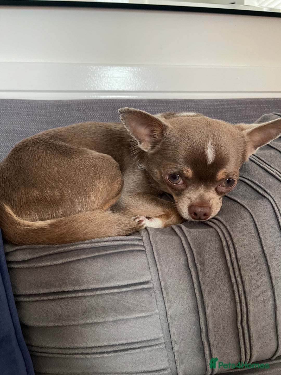 Chihuahua dogs for sale: Tony & pixie - Advert 9