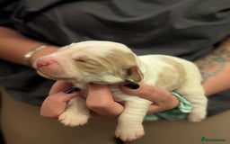 Cocker Spaniel dogs for sale: 🐾 Working Cocker Spaniel Puppies 🐾 - Image 12