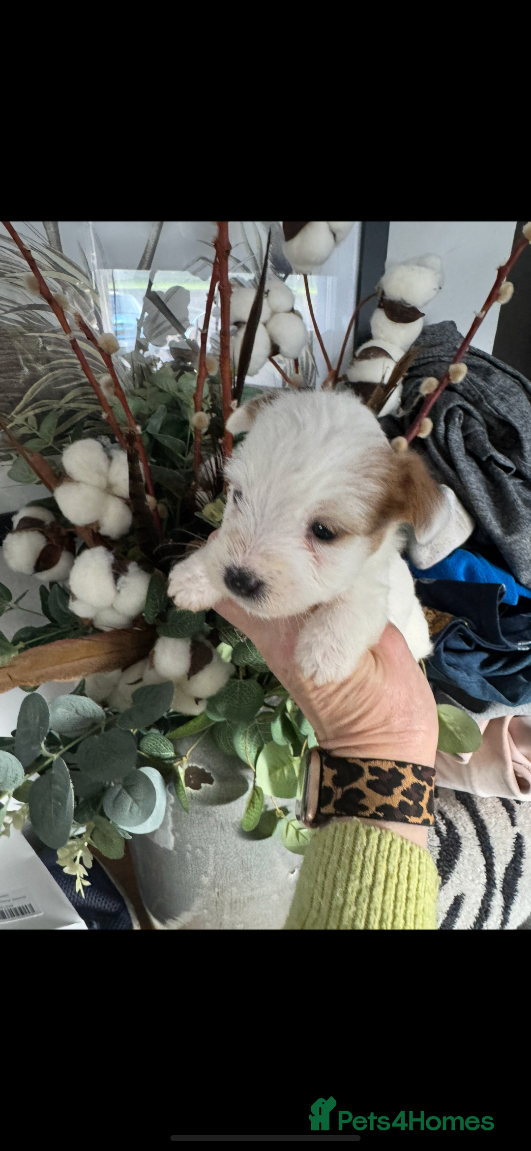 Jack Russell dogs for sale: KC STUNNING ROUGH COATED JACK RUSSELL PUPS  - Image 4