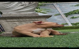 American Bully dogs for sale: American Bully female/ male with extreme future  - Image 4