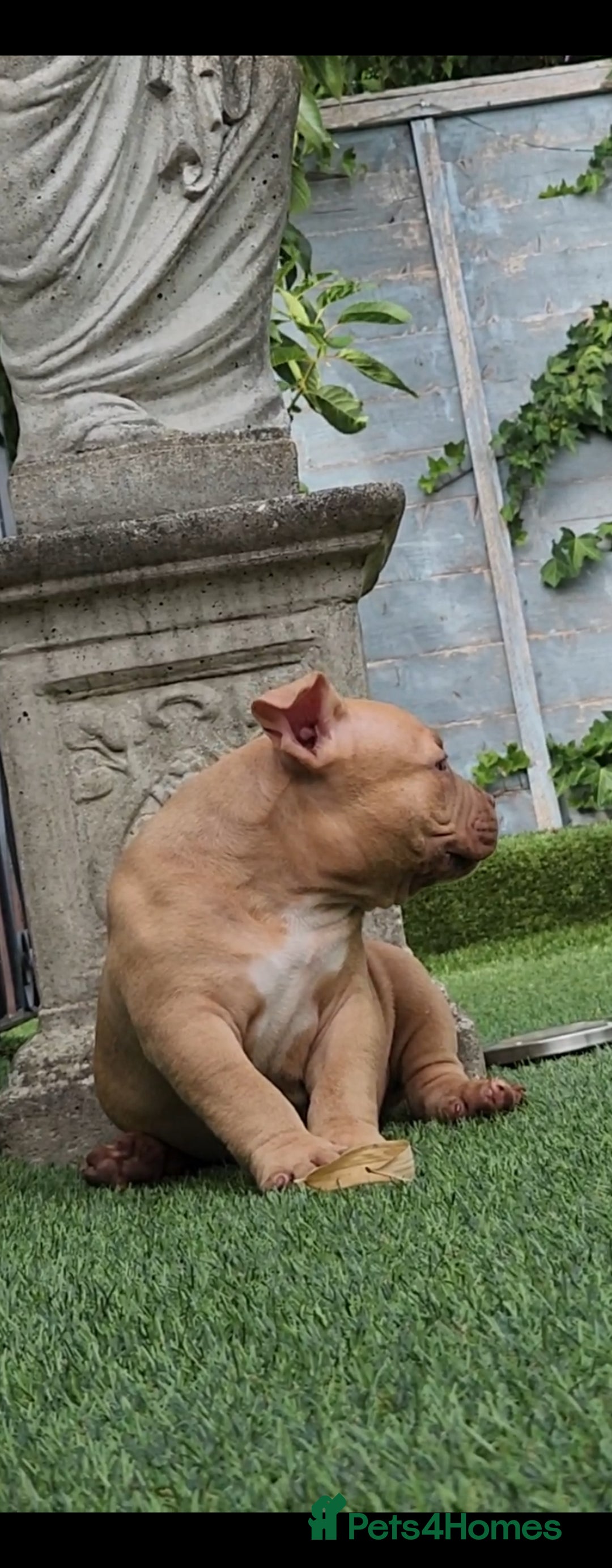 American Bully dogs for sale: American Bully female/ male with extreme future  - Image 4