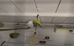 Budgerigars birds for sale: Mixed budgies nice colours  - Image 11