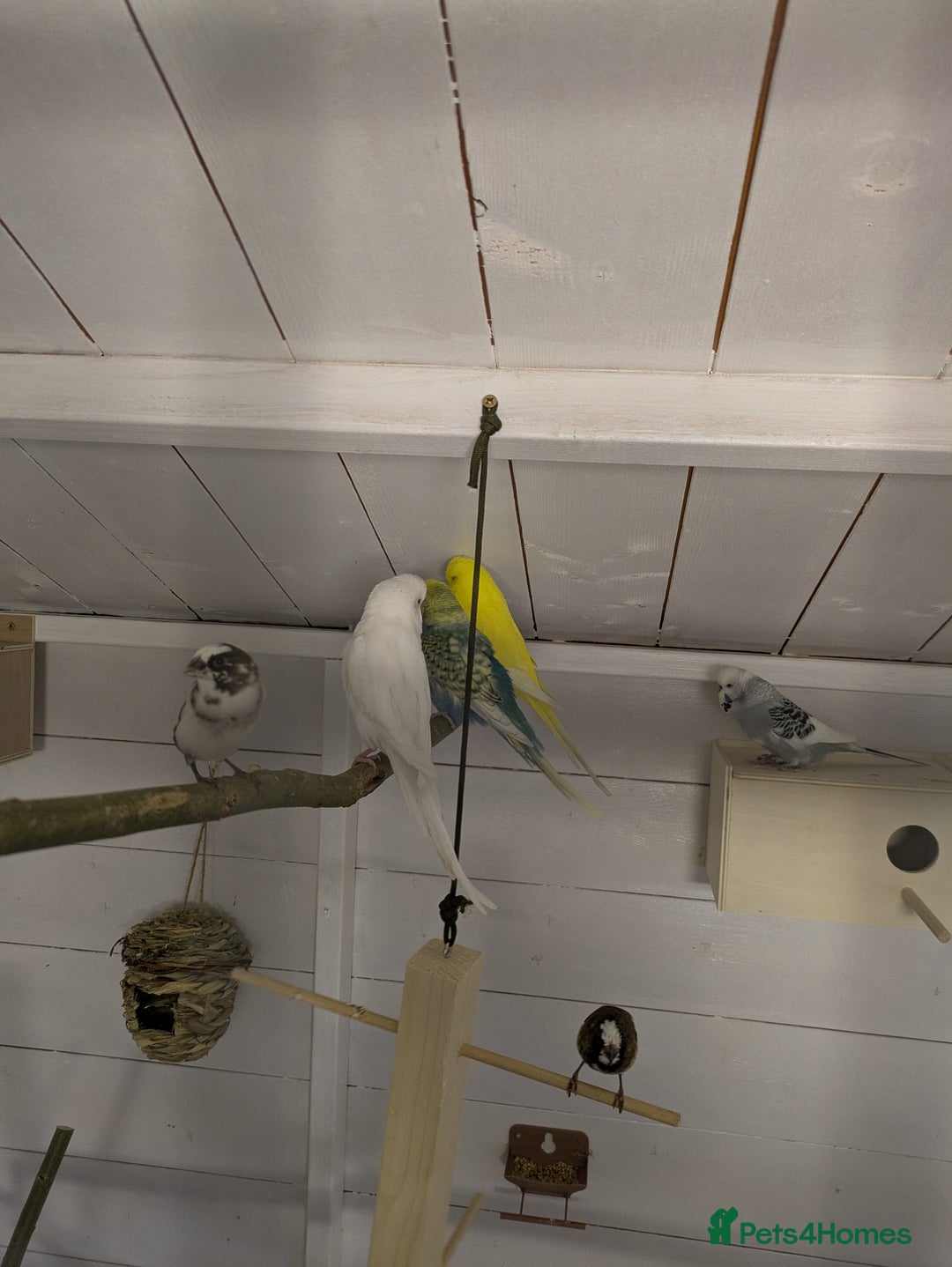 Budgerigars birds for sale: Mixed budgies nice colours  - Image 11