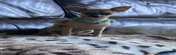 Chihuahua dogs for sale: Beautiful chihuahua puppies £700 - Advert 8