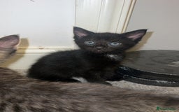 Mixed Breed cats for sale: 4 Beautiful tabby kittens - Image 2
