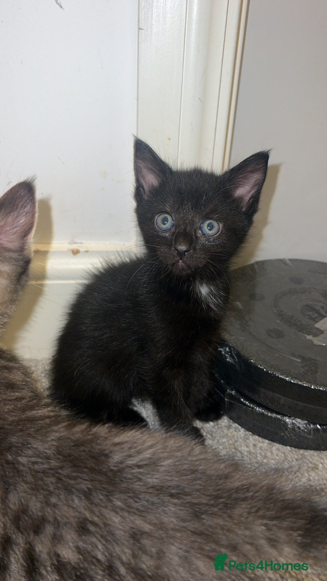 Mixed Breed cats for sale: 4 Beautiful tabby kittens - Image 2