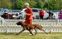 Bracco Italiano dogs for sale: 🌟 TOP BREEDER 2021,22,22,24,25🌟 - Image 9