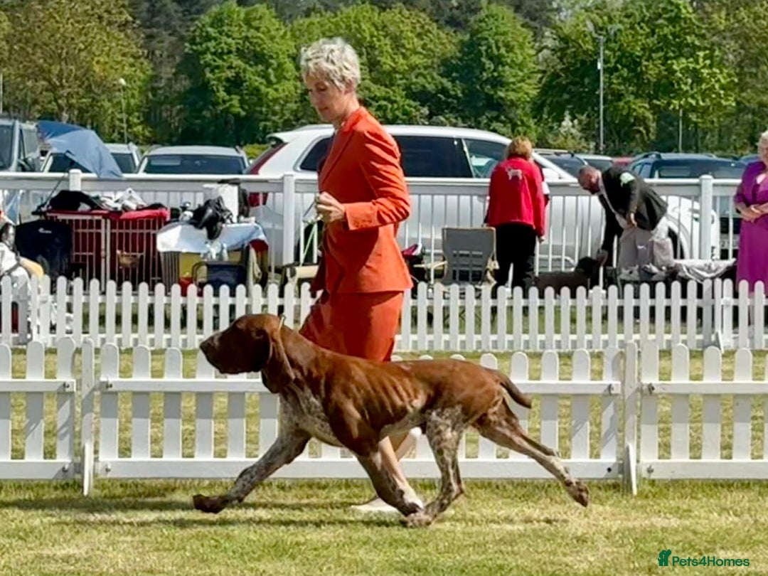 Bracco Italiano dogs for sale: 🌟 TOP BREEDER 2021,22,22,24,25🌟 - Image 9