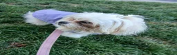 Mixed Breed dogs for sale: Maltes/Lhasa apso puppies  - Advert 4