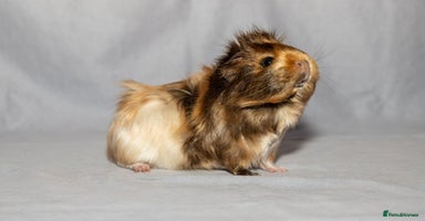 Guinea Pig rodents Sow Pet Pair and Boar - Advert 5