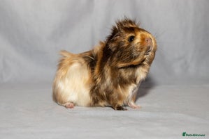 Guinea Pig rodents Sow Pet Pair and Boar - Advert 8