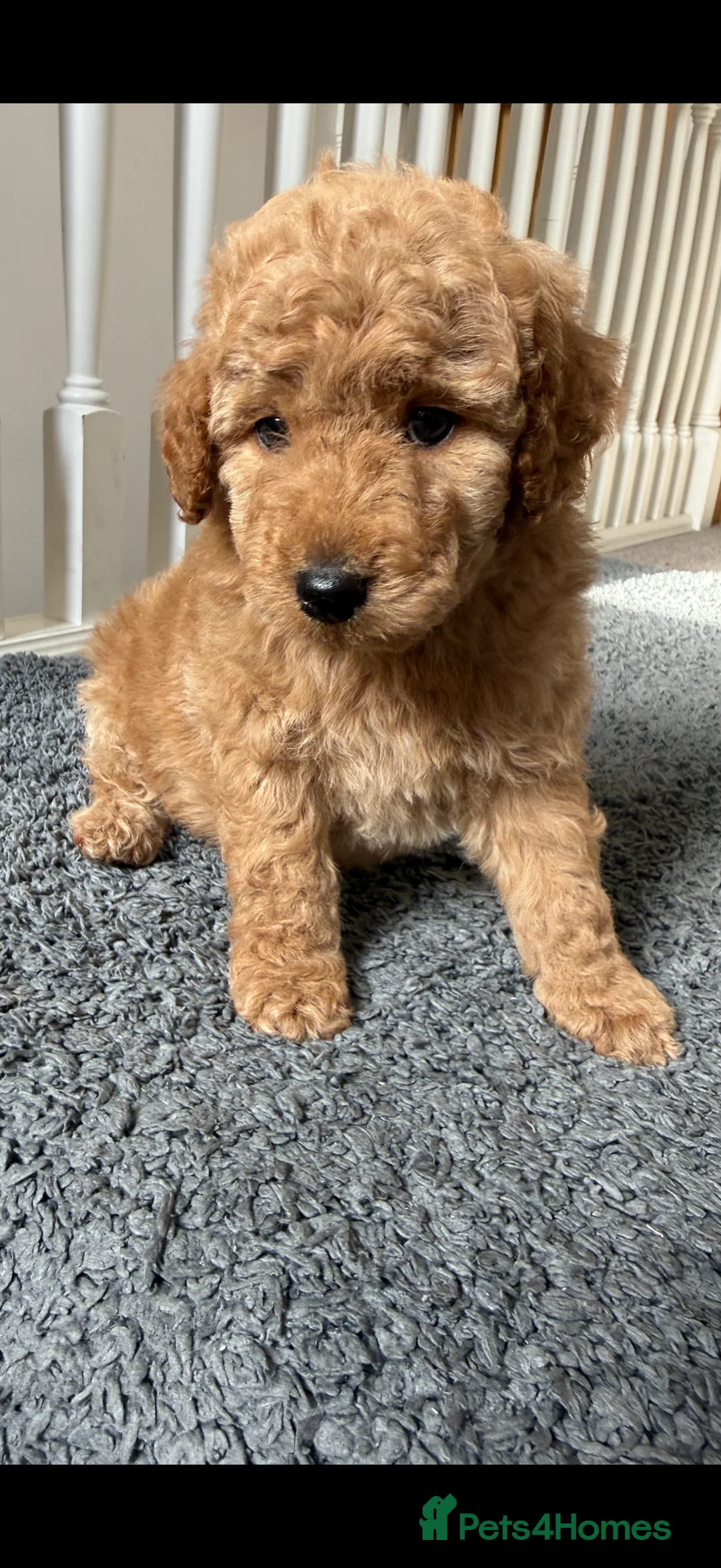 Miniature Poodle dogs for sale: KC register poodles puppies - Advert 1