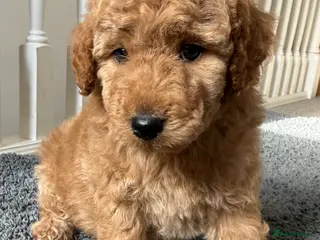 Miniature Poodle dogs KC register poodles puppies - Advert 5