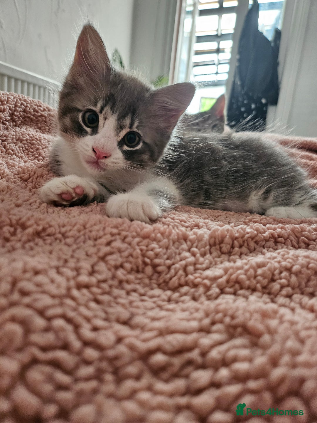 Maine Coon cats for sale: Beautiful kittens  - Image 17