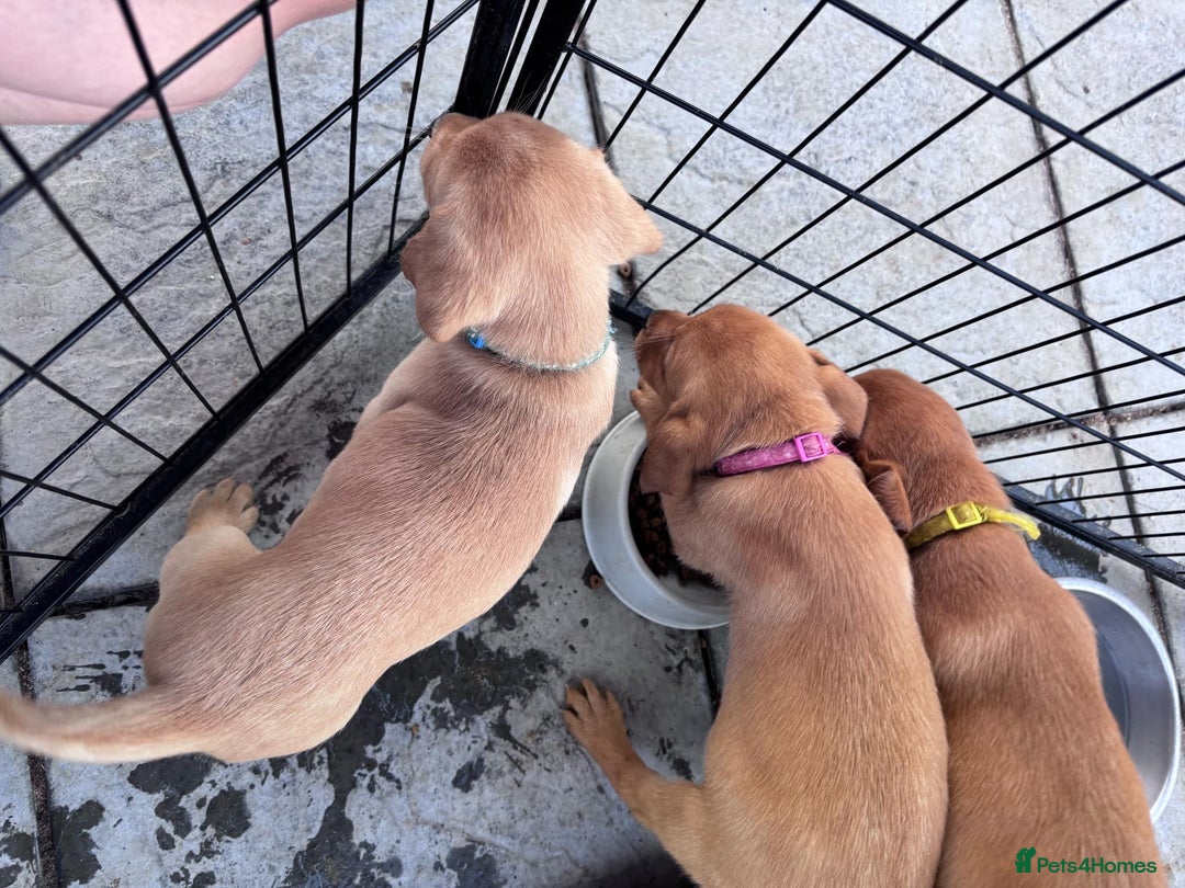 Labrador Retriever dogs for sale: KC REG Lab puppys x 2/11 ready to take home - Image 39