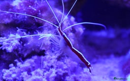 Other/Mixed Breed fish for sale: Saltwater fish - Image 4