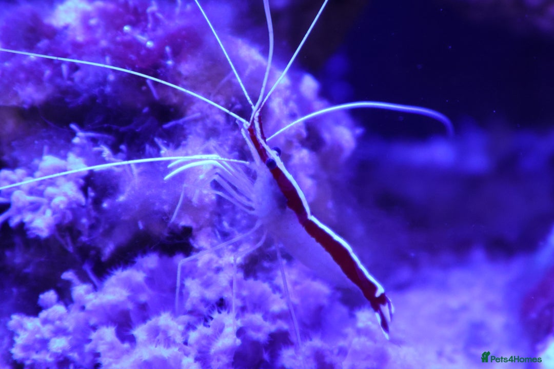 Other/Mixed Breed fish for sale: Saltwater fish - Image 4