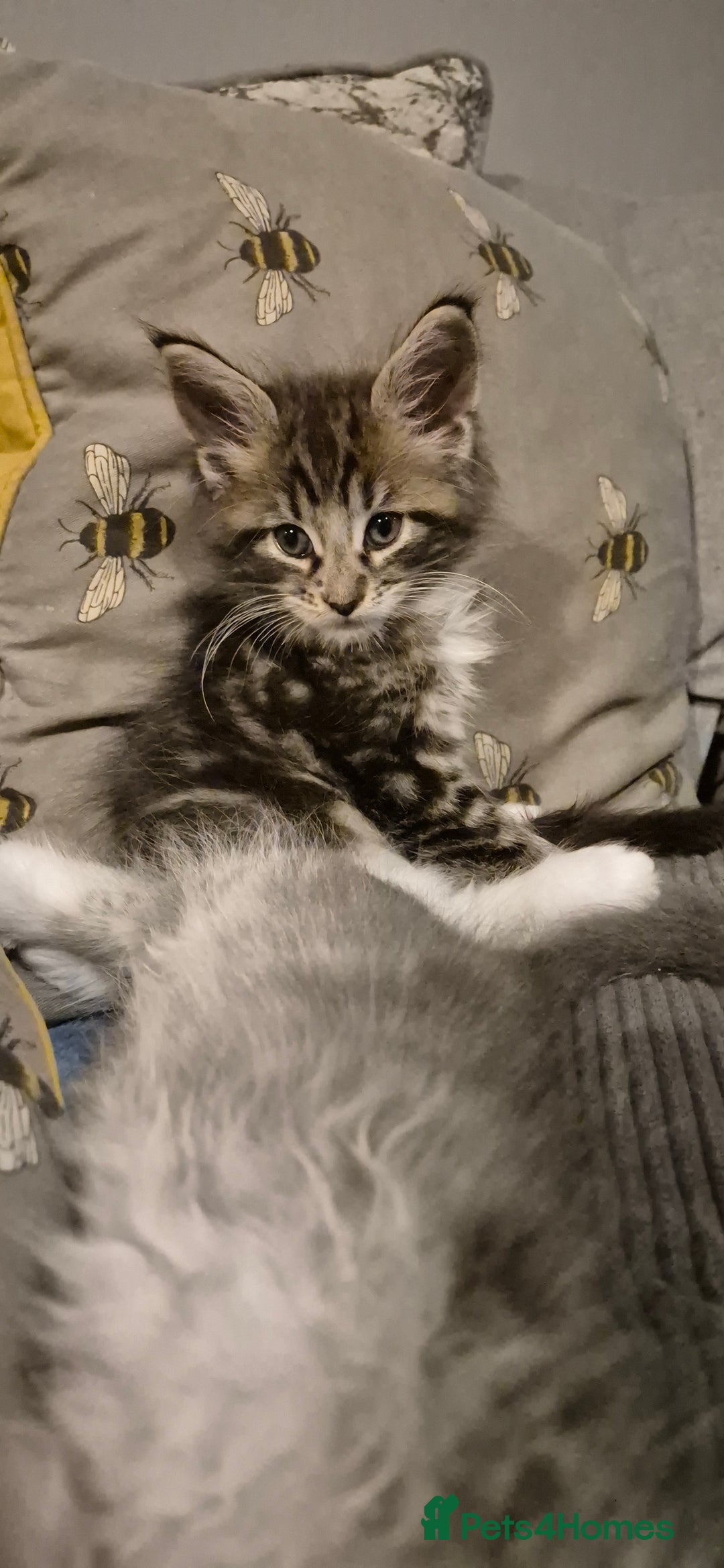 Maine Coon cats for sale: GCCF registered Pedigree Maine Coon Kittens - Advert 4