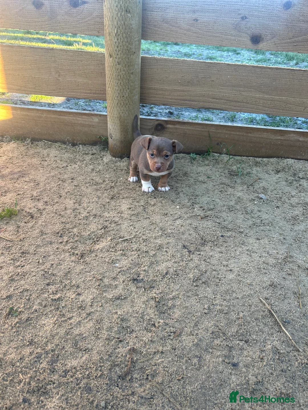 Jack Russell dogs for sale: Stunning Jack Russell puppies fr sale-all colours  - Advert 29