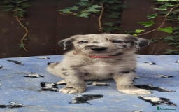 Mixed Breed dogs for sale: Border Collie X German Shepherd Puppies - Image 10