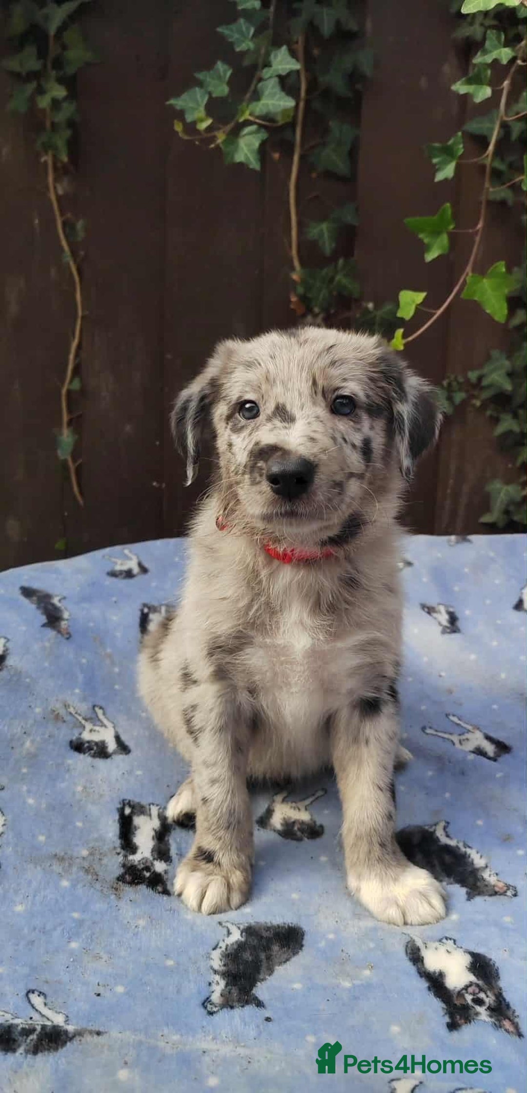 Mixed Breed dogs for sale: Border Collie X German Shepherd Puppies - Image 10