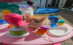 Maine Coon cats for sale: Beautiful kittens 😸  - Image 14