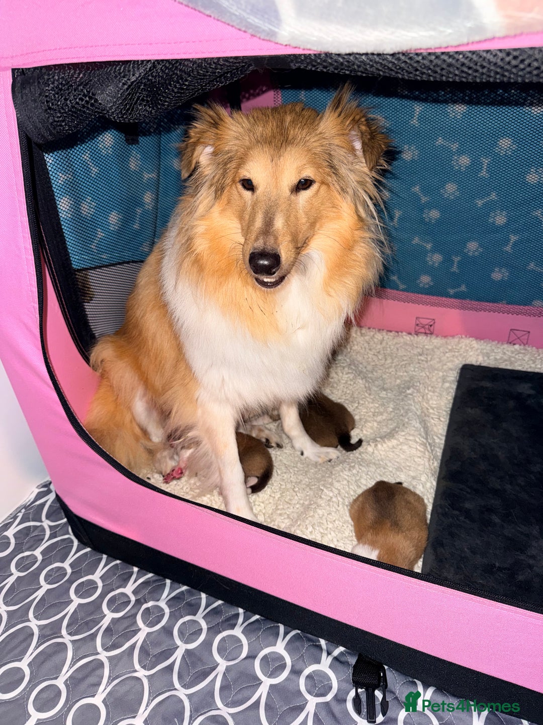 Shetland Sheepdog dogs for sale: Sable & white Male Shetland Sheepdog Puppy - Advert 8