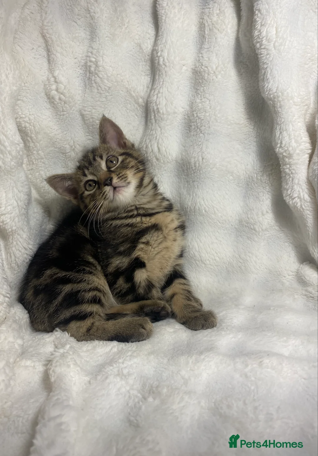 Mixed Breed cats for sale: 2 Adorable Kittens Awaiting Their Forever Home🏡 - Advert 6