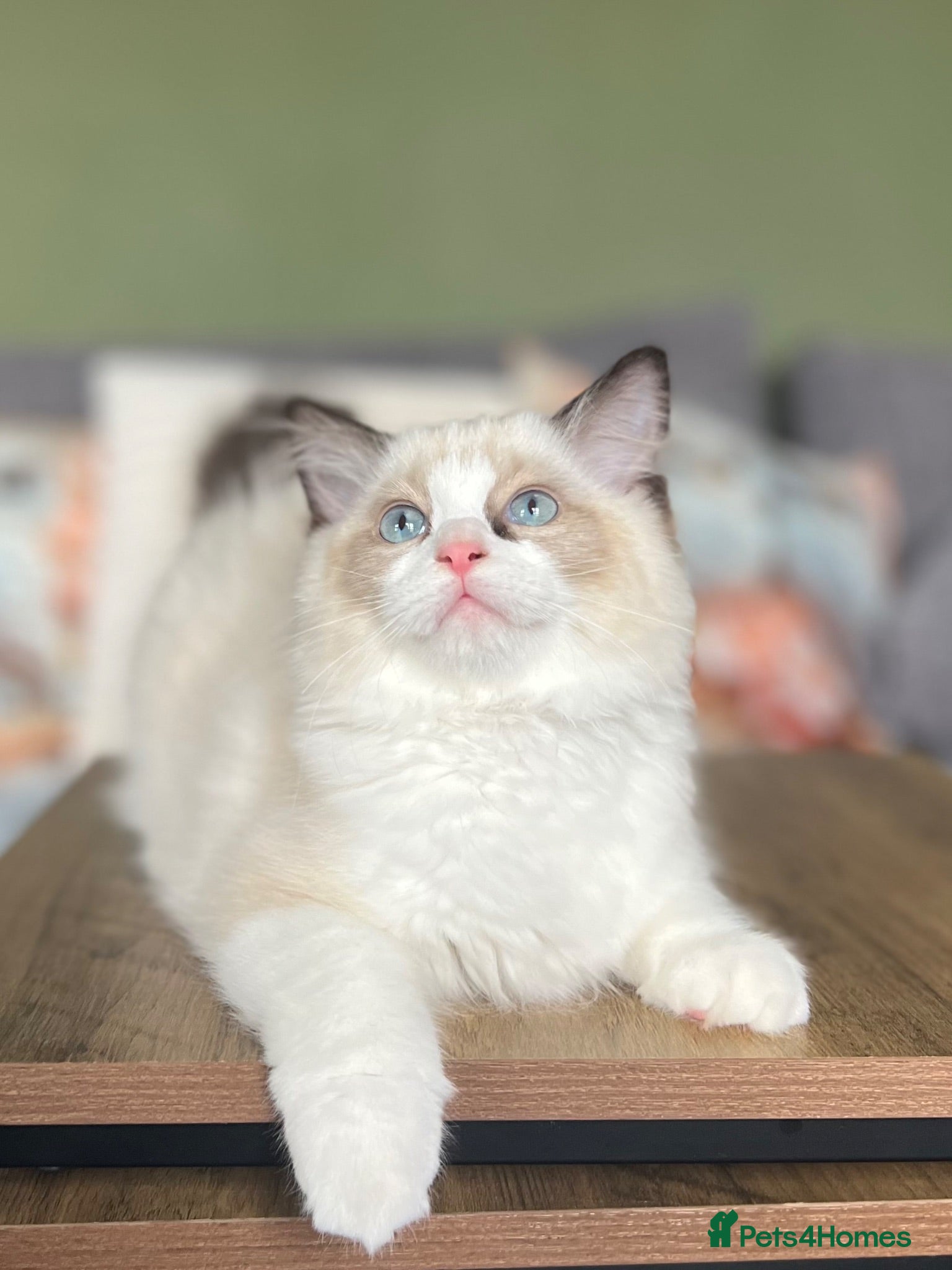 Ragdoll cats Cute chunky purring ragdoll girls - Advert 6