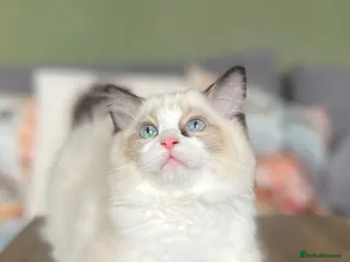 Ragdoll cats Cute chunky purring ragdoll girls - Advert 6