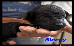 Yorkiepoo dogs for sale:  Adorable YorkiePoo Pups Looking for Loving Homes  - Image 19