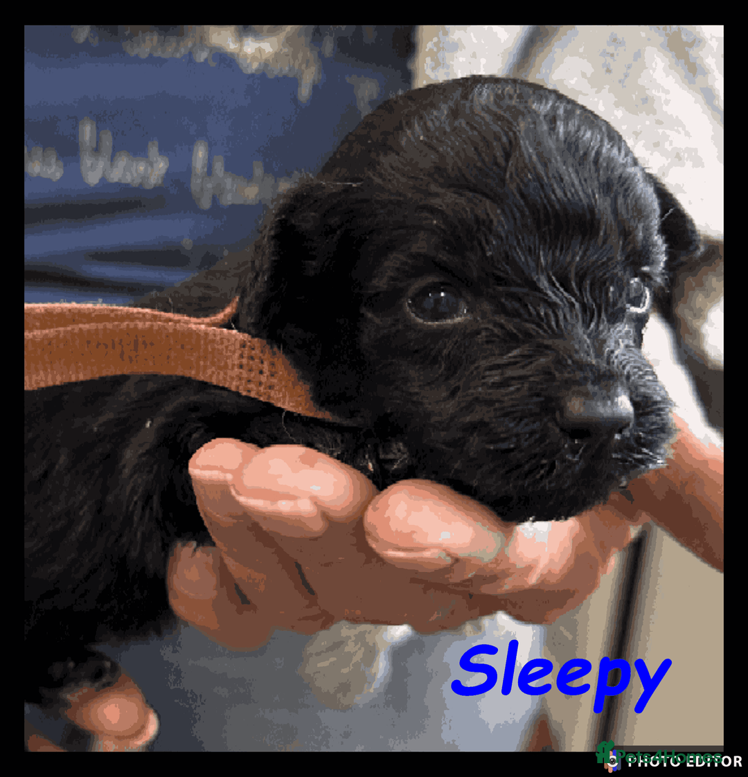 Yorkiepoo dogs for sale:  Adorable YorkiePoo Pups Looking for Loving Homes  - Image 19