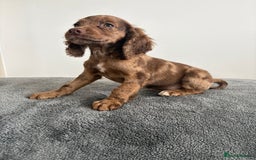 Cocker Spaniel dogs for sale: Cocker spaniel puppies  - Image 6
