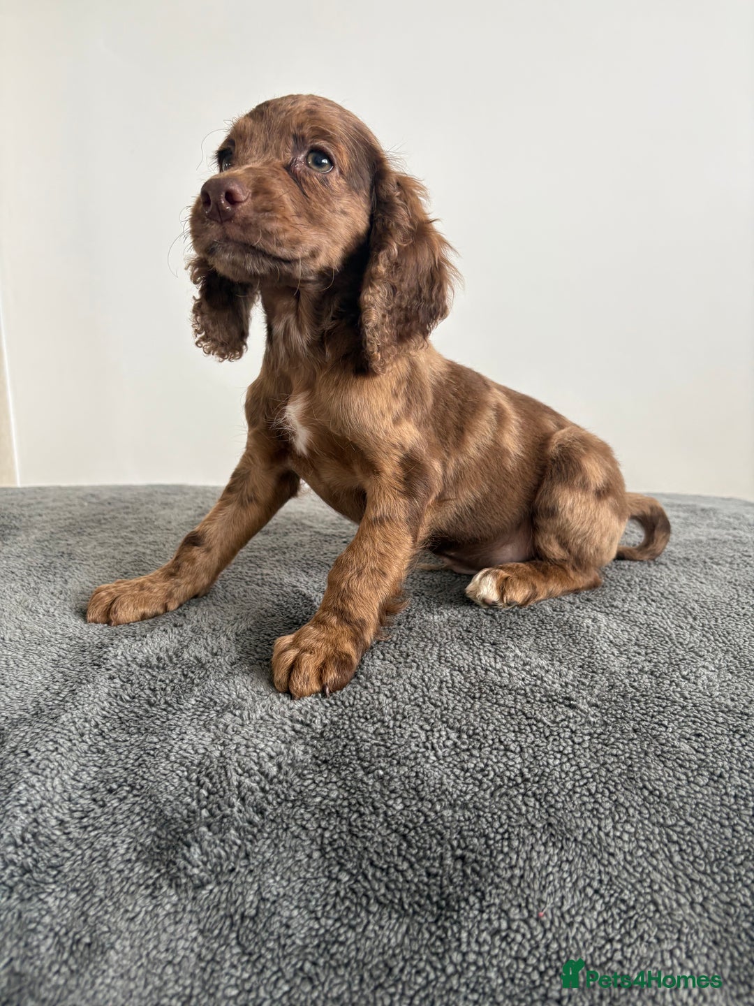 Cocker Spaniel dogs for sale: Cocker spaniel puppies  - Image 6