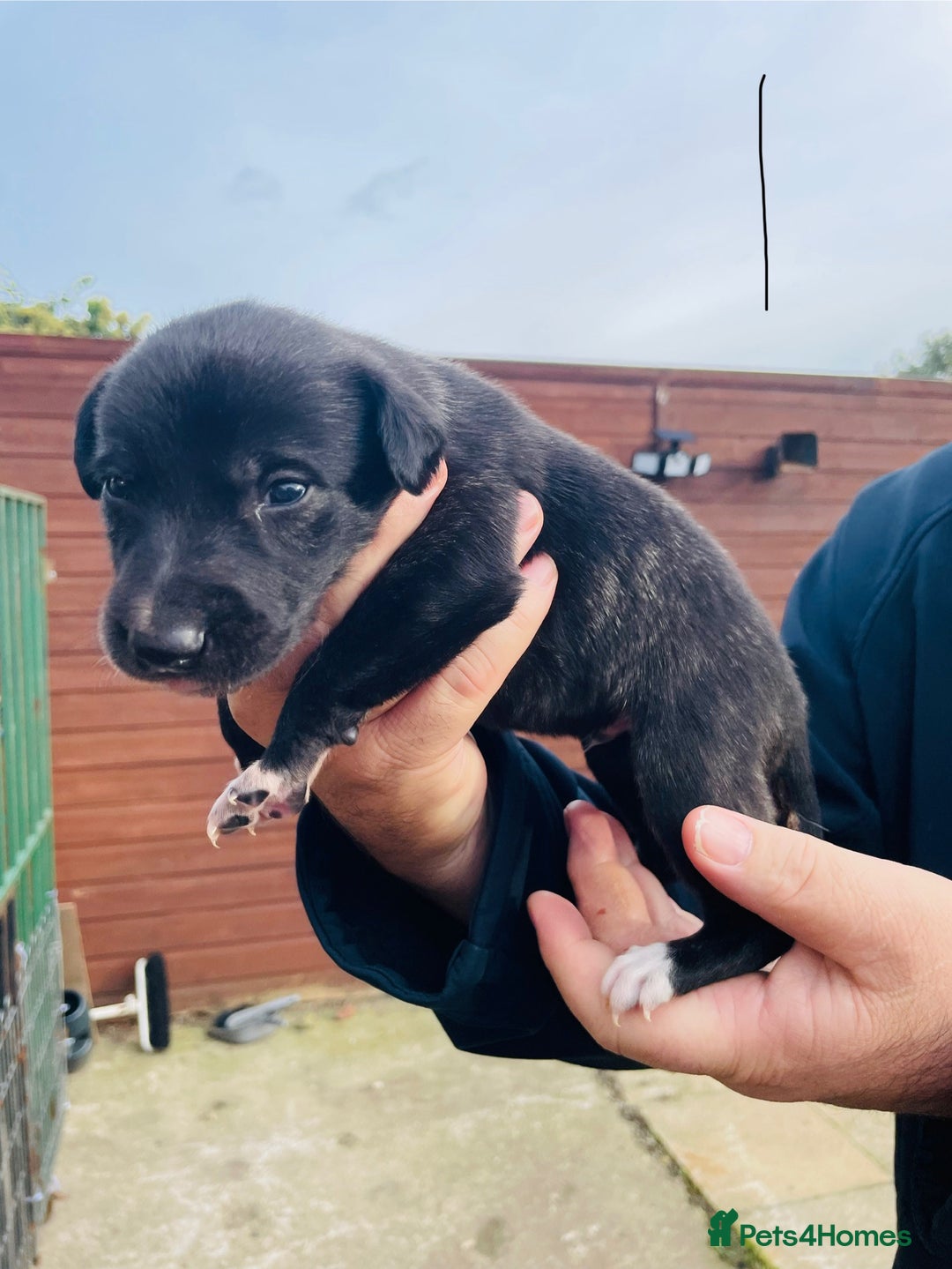Lurcher dogs for sale: lurcher pups - Advert 4