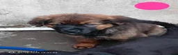 Mixed Breed dogs for sale: Masakiweiler (mastiff x akita x rottweiler) pups - Advert 7