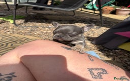 French Bulldog dogs for sale: Beautiful frenchie pups in Leeds - Image 13