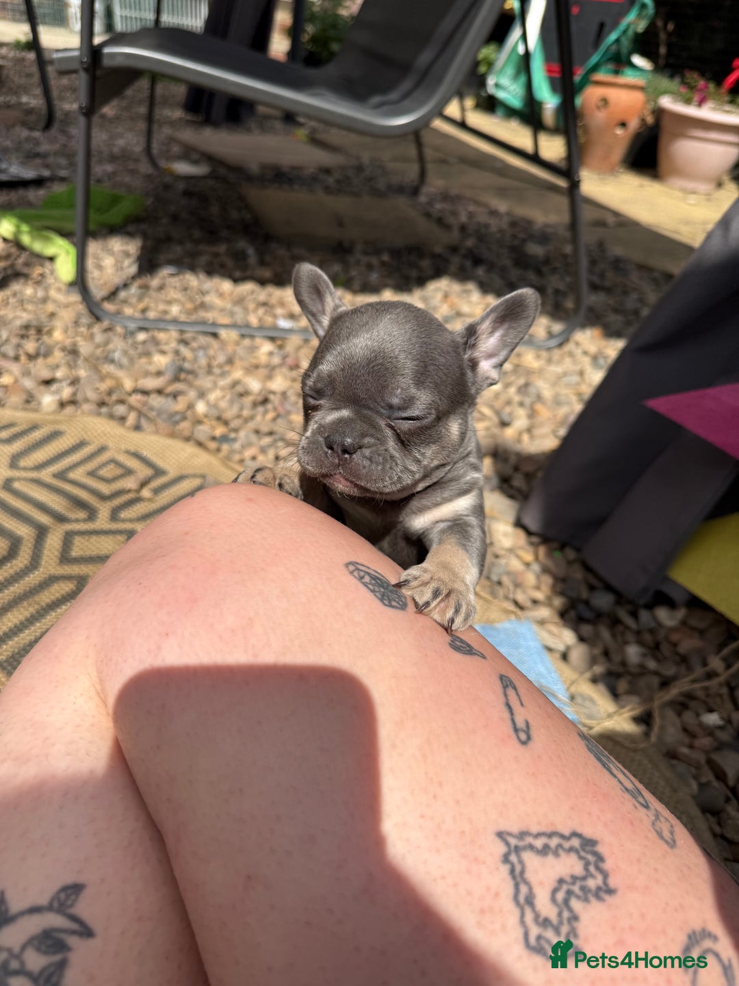 French Bulldog dogs for sale: Beautiful frenchie pups in Leeds - Image 13