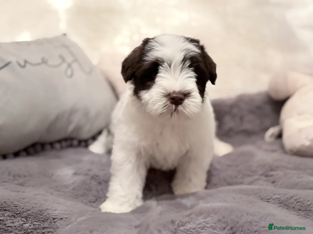 Miniature Schnauzer dogs for sale: Last KC Chocolate Parti Mini Schnauzer - Advert 2