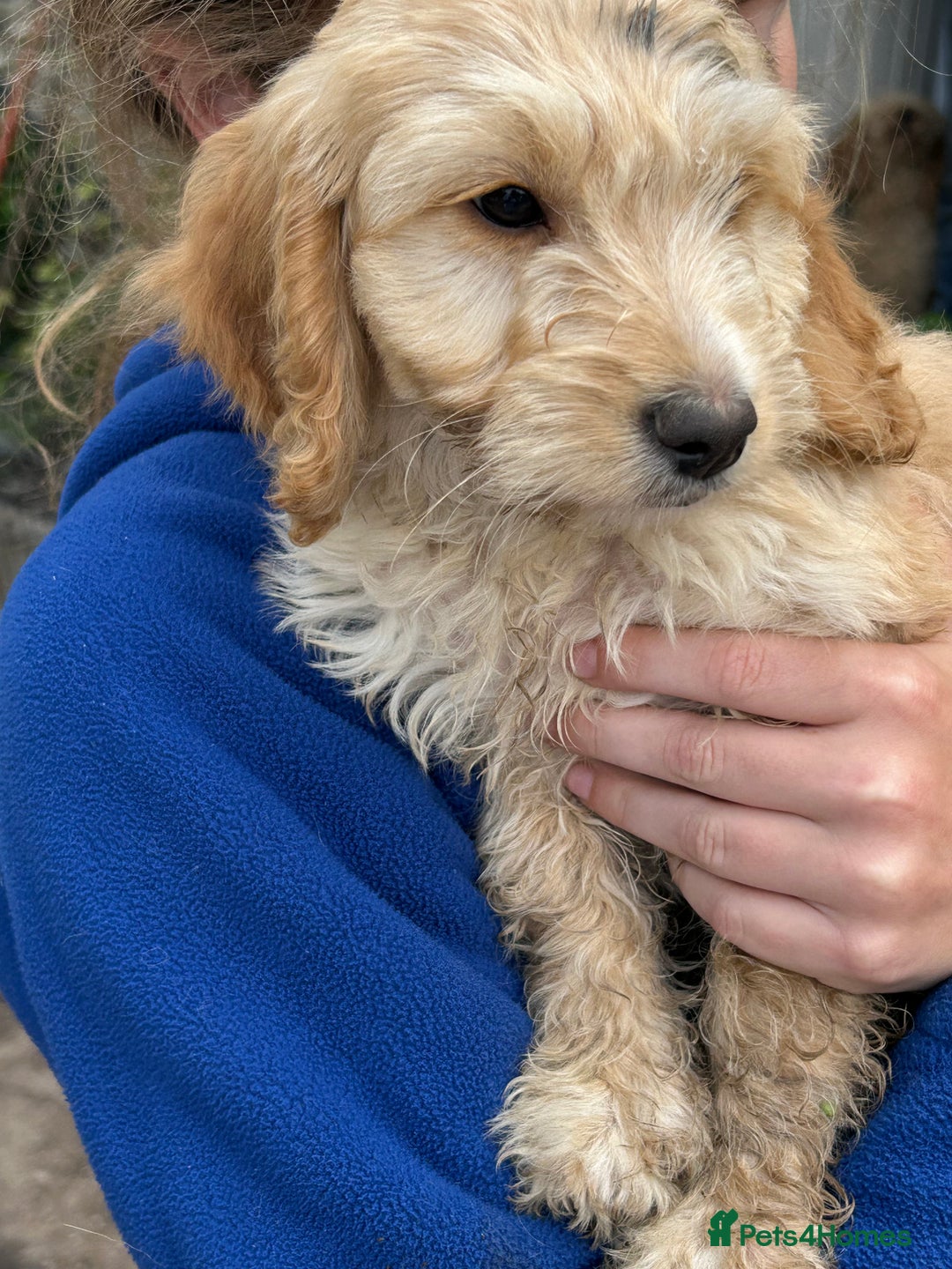 Cavapoo dogs for sale: Beautiful Cavapoo Puppies  - Image 17