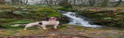 English Springer Spaniel dogs for stud: FTAW Springer Spaniel Stud in Gainsborough - Advert 3