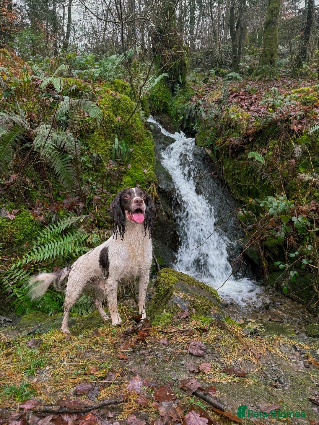 English Springer Spaniel dogs for stud: FTAW Springer Spaniel Stud in Gainsborough - Advert 3