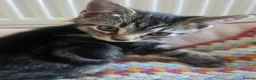 Mixed Breed cats for sale: Tabby cross persian kittens for sale  - Advert 2