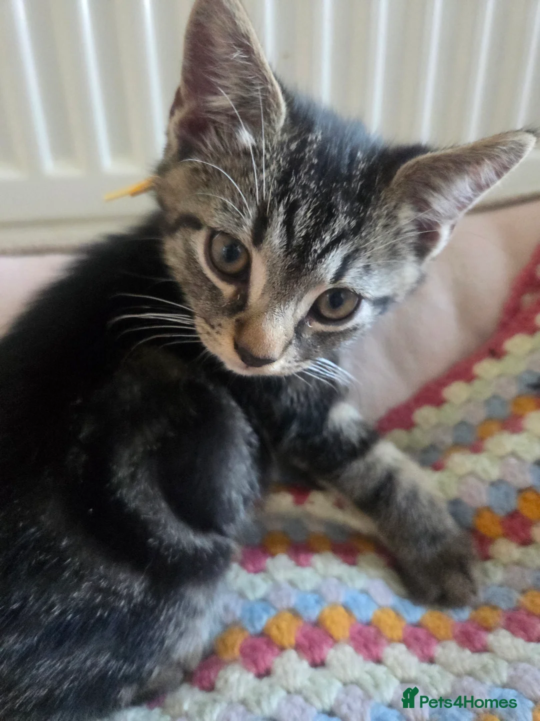 Mixed Breed cats for sale: Tabby cross persian kittens for sale  - Advert 2