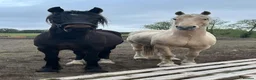 Irish Draught horses for sale: Rolo Irish draught x cob 4yr old gelding in Tilbury - Advert 6