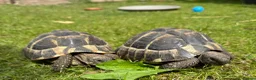 Tortoise reptiles for sale: Two hermans - Advert 4